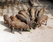 饲养野猪的四个关键技术