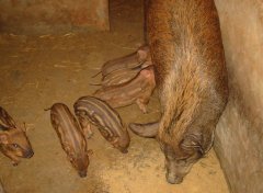 野猪的饲养与疫病防治方法