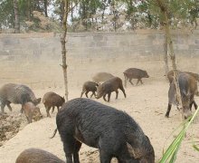 野猪养殖的三个误区