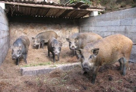 特种野猪引种与驯化应注意六个问题