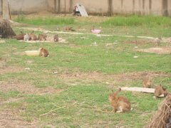 饲养肉兔、野兔的防病方法