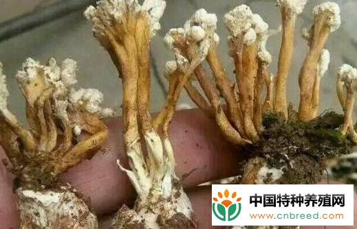 金蝉花怎么吃不会中毒