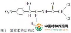 对虾中氯霉素残留的分析方法研究