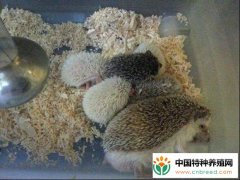 宠物刺猬都能吃什么东西