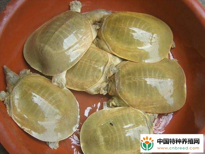 甲鱼吃什么？怎么饲喂(2)