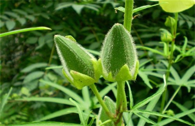 黄秋葵最新种植技术