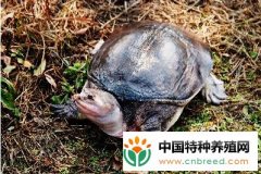 珍珠鳖的繁殖技术和养殖技术视频