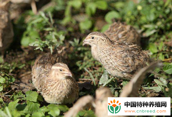 鹌鹑常用的补钙饲料