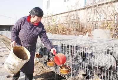 夫妻养狐狸一富带众富