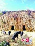 福建同安茶山挖洞养黑猪 大规模养殖或破坏生态