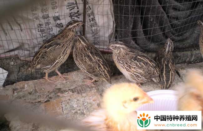 鹌鹑各阶段的饲料配方