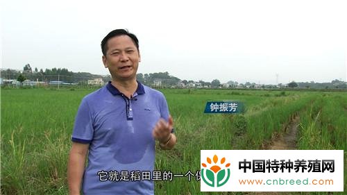 钟振芳种水稻不施肥不打药一亩地年收入一万元