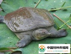 鱼鳖混养模式介绍