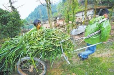 永安市小陶镇坚村养鸸鹋的大学生夫妻