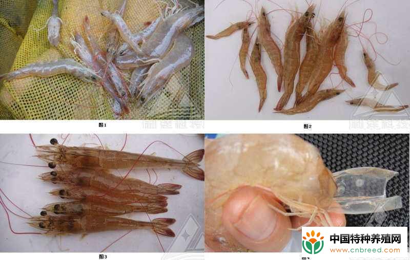 南美白对虾白斑综合病的病原、症状和防治，难治愈防为主(3)
