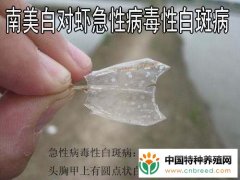 南美白对虾白斑综合病的病原、症状和防治，难治愈防为主