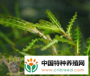 蟹池常见水草及其种植管理技巧