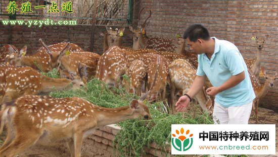 鹿坏死杆菌病防治