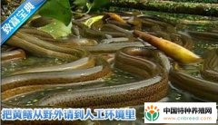 春季黄鳝提前放种技术:让黄鳝住新家