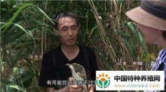 江苏丹阳吴国志用牛肉养甲鱼与众不同