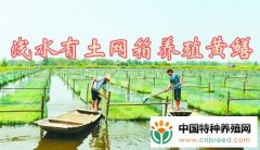 浅水有土网箱养殖黄鳝