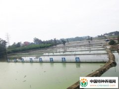 养殖泥鳅场地是怎么建设