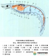 对虾解剖示意图