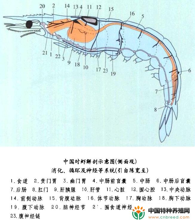 对虾解剖示意图