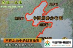 怪塘养海参屡屡失败，总结经验查找原因终成功，年赚亿元