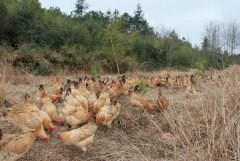 散养土鸡怎样育苗和预防