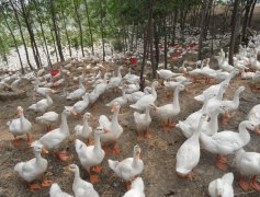 大棚饲养肉鸭常见病的防治