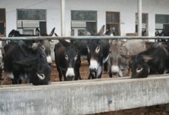 肉驴养殖技术的是肉驴养殖户要学习的