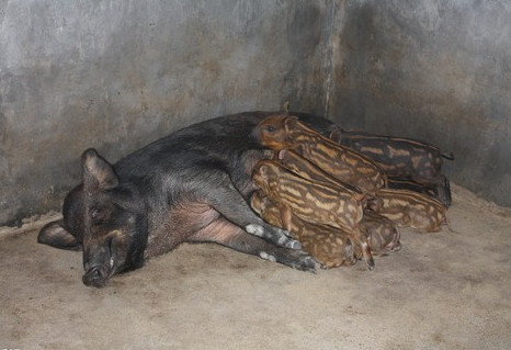 怎么样利用大豆喂野猪