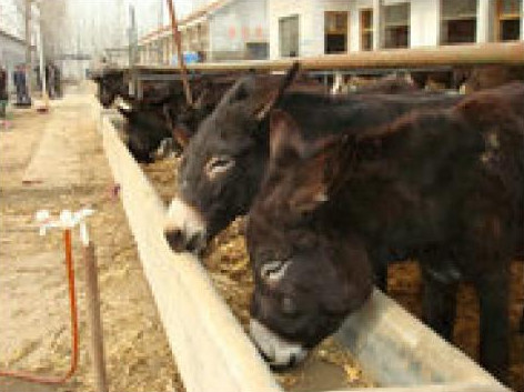 肉驴场在肉驴群发生问题