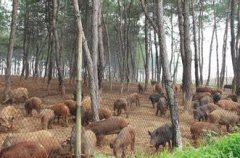 养殖特种野猪如何接产