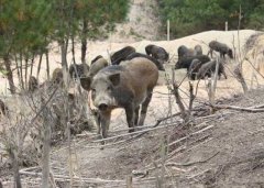 野猪养殖场地建设