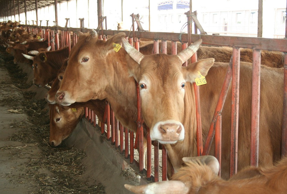 肉牛育肥场的水源要求