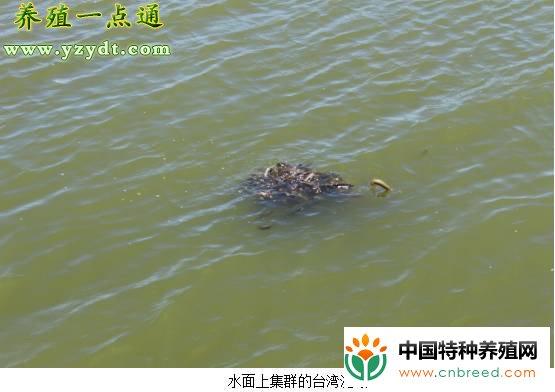 台湾泥鳅养殖的八个方面(3)