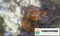 无土泥鳅养殖一亩下多少苗？