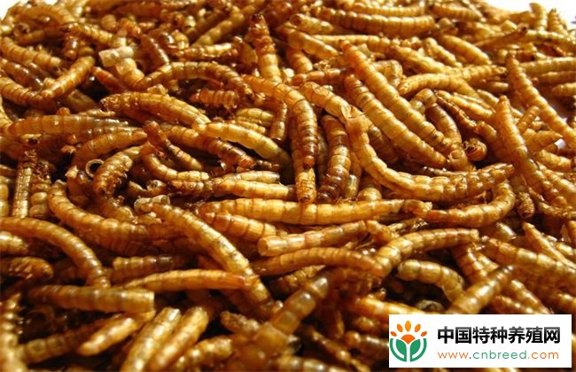 黄粉虫怎么养鸡？黄粉虫养鸡技术