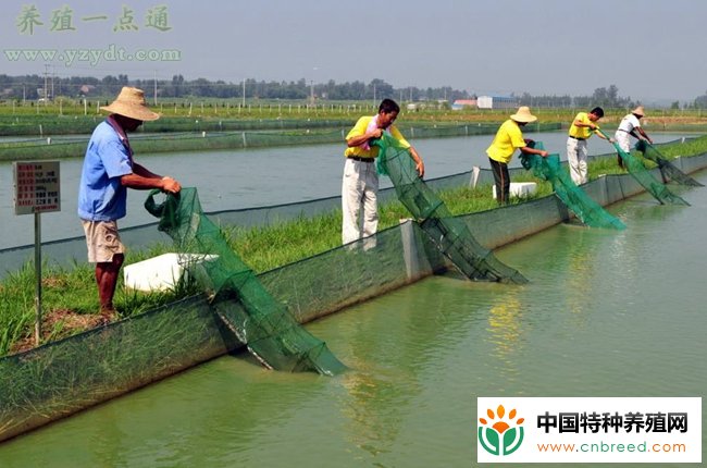 夏季高温酷暑泥鳅养殖的水质管理