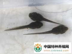 蟾蜍的孵化管理