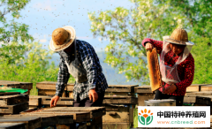 不小心被蜜蜂蛰了该如何消肿？