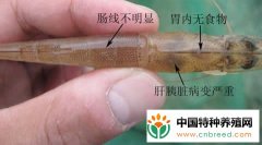 南美白对虾高温季节病毒性红体病防治技术