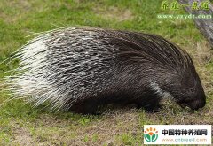 豪猪饲喂三原则