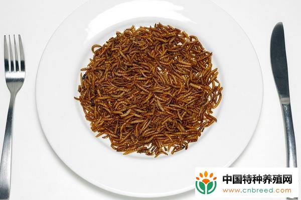 黄粉虫的食用价值