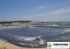 南美白对虾养成期氨氮控制四法：密度、生态体系、溶氧、换水