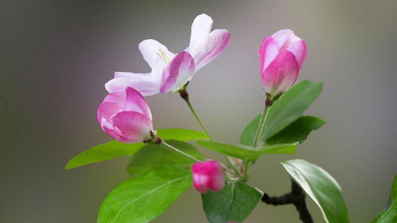 海棠花怎么养