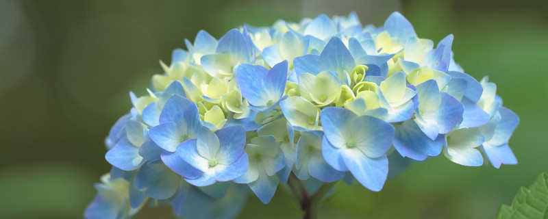 绣球花夏天怎么养护