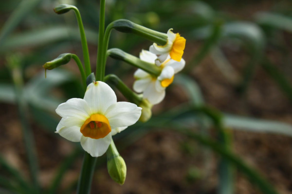 水仙花什么时候开花，春季1~3月份绽放